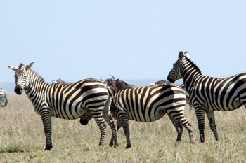 Tanzania Zebra_6b4a1_md.jpg